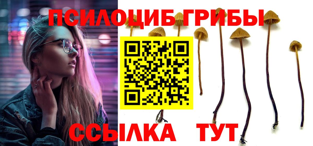 Нерюнгри  Псилоцибиновые грибы прущие грибы  купить наркотик  Вход с VPN 